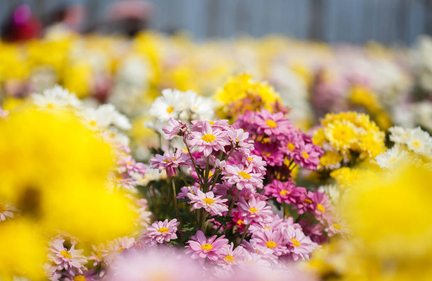 Virágzó kert gyönyörű krizantém - Fotó, kép