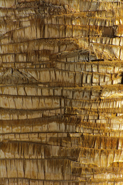 Background of the bark of a palm tree. Close-up of fragments of  - Photo, Image