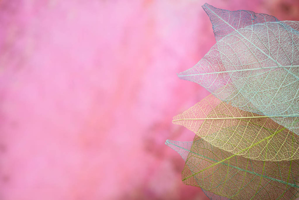 Scheletro foglie su sfondo azzurrato, primo piano
 - Foto, immagini