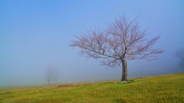nebbia e paesaggio
 - Foto, immagini