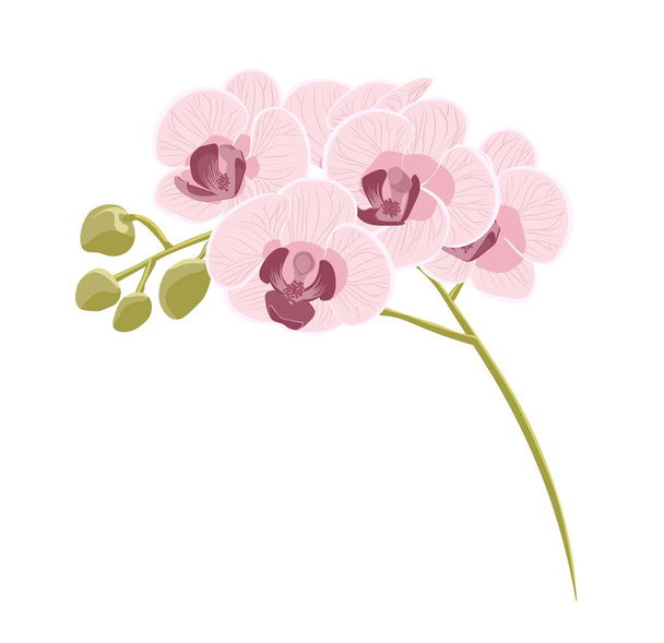 vector de stock colorido de flores de orquídea vector ilustración isol
 - Vector, imagen