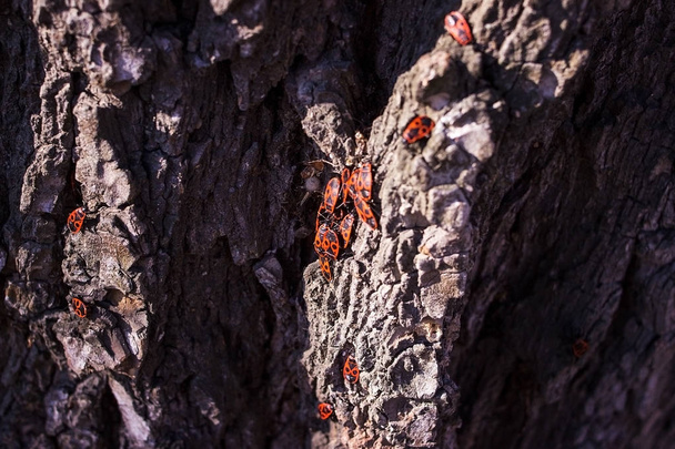 Muchos insectos en la corteza del árbol viejo
. - Foto, imagen