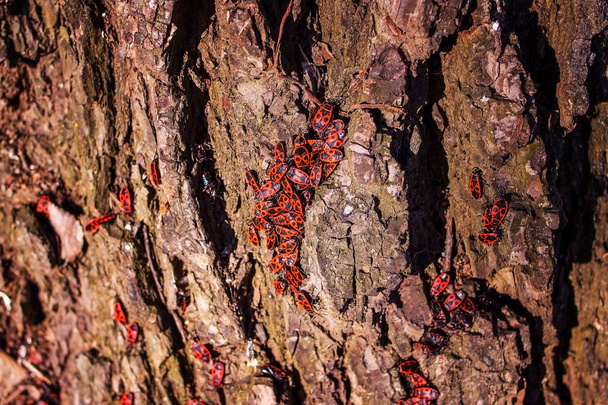 De nombreux insectes sur l'écorce du vieil arbre
. - Photo, image