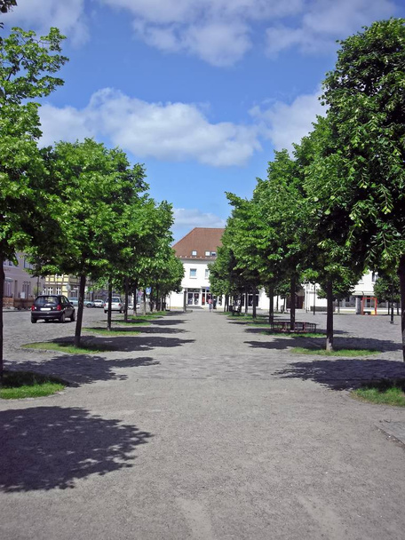 The tree avenue in the market place - Photo, Image