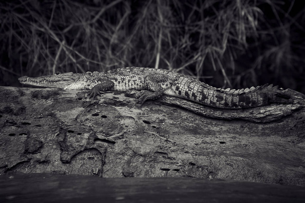 cocodrilo descansando en montes azules chiapas, Messico
 - Foto, immagini