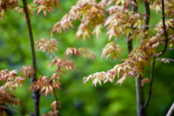 Yellow Japanese maple leaves - Foto, Imagem