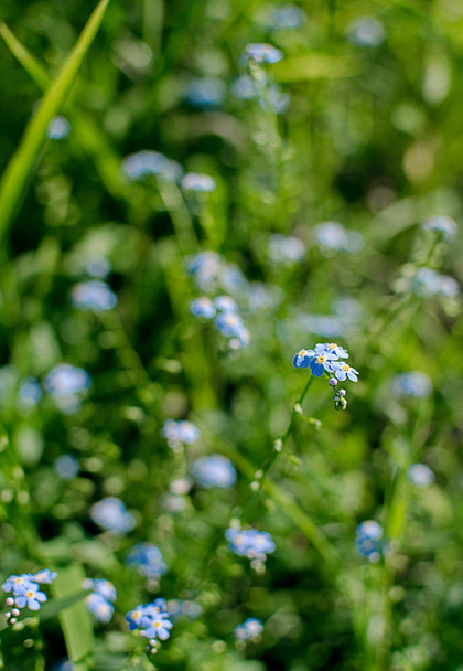 Un pequeño azul olvídame-no-tan-flor crece
  - Foto, Imagen