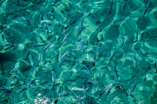 Primer plano de agua tropical en el océano o piscina
, - Foto, imagen