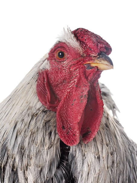 stříbrná krajka Wyandotte kuře - Fotografie, Obrázek