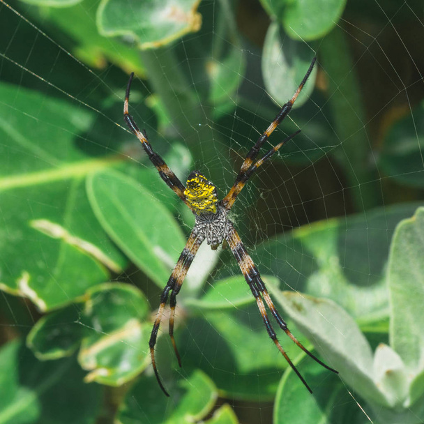 Araña de jardín hawaiano amarillo
 - Foto, Imagen