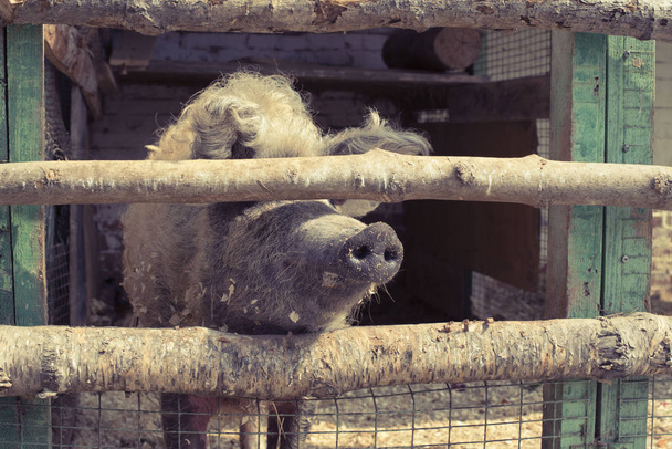 Um grande porco vive num jardim zoológico. Caneta de porco de madeira na fazenda
. - Foto, Imagem