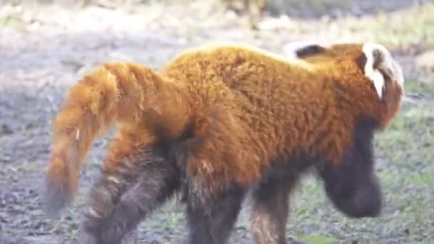 Red panda (Ailurus fulgens), also called the lesser panda, red bear-cat, and red cat-bear, is mammal native to eastern Himalayas and southwestern China. - Footage, Video