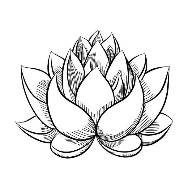  lotus flower bloom.  - Vector, Image