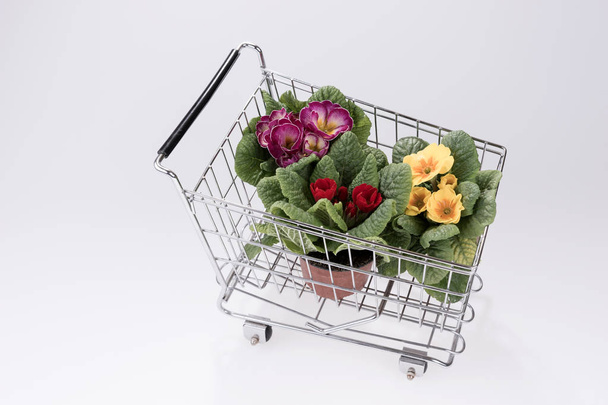 Bloempotten in mini kar of supermarkt winkelwagentje - Foto, afbeelding