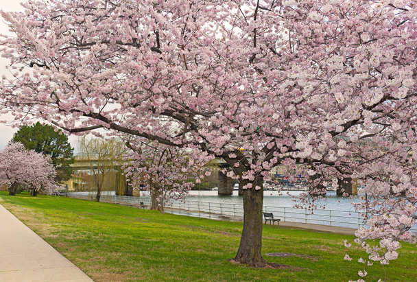 水、ワシントン Dc、米国近く満開で成熟した桜の木。桜の美しさが開花シーズンを木します。. - 写真・画像