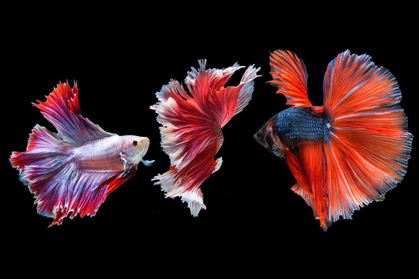 Betta fish, moving moment of Siamese fighting fish isolated on black background, fighting fish. - Photo, Image