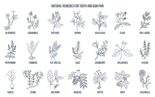Natural remedies for tooth and gum pain, botanical set. - Vektori, kuva