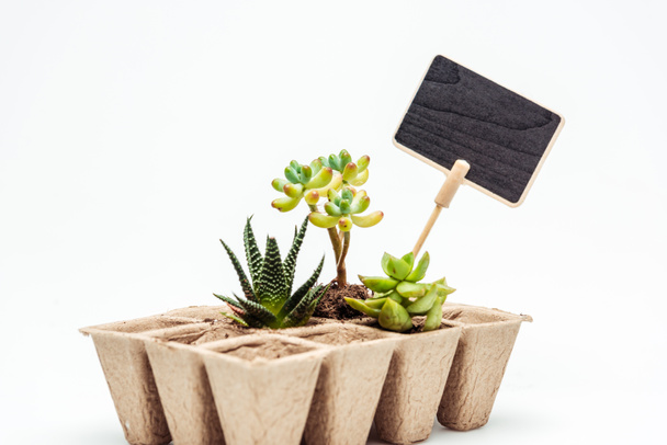 potted succulents with blackboard isolated on white, earth day concept - Фото, зображення