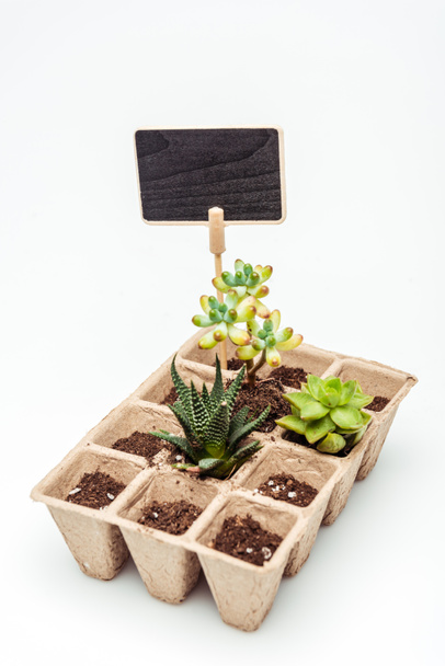 potted succulents with blackboard isolated on white, earth day concept - Fotoğraf, Görsel
