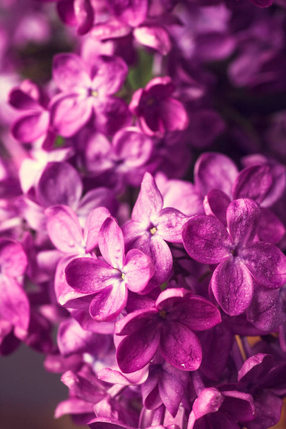 Lilac flowers background - Fotografie, Obrázek