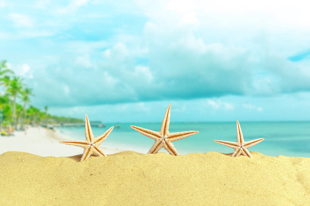 estrellas de mar en la costa de arena
 - Foto, Imagen