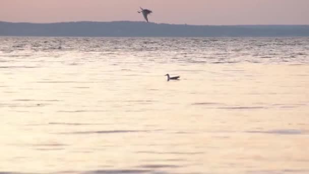 Meeuwen duik in water foerageren en jacht - Video