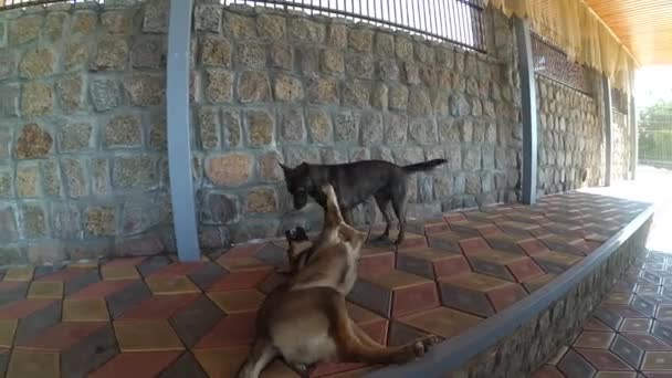 Kaksi koiraa leikkii ulkona
 - Materiaali, video