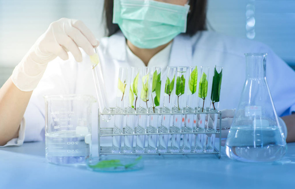 vaccino per la scoperta della medicina vegetale verde presso il laboratorio scientifico
 - Foto, immagini