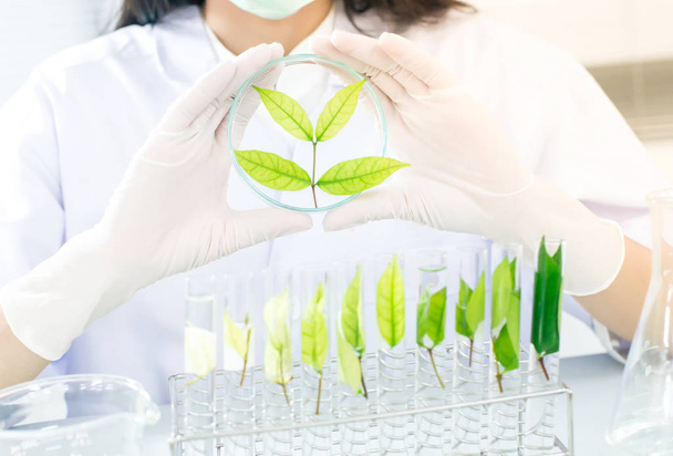 medicina herbal verde pesquisa descoberta vacina no laboratório de ciências
 - Foto, Imagem