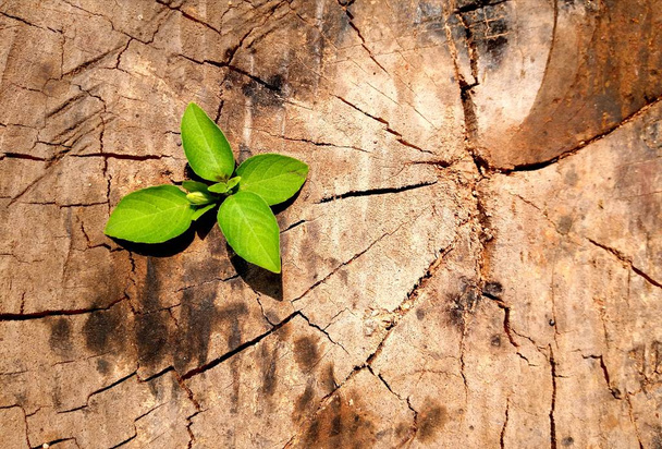 Fuerte y desarrollo como negocio y concepto de éxito pequeño árbol joven planta que crece a partir de tronco viejo
 - Foto, Imagen