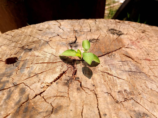 Fuerte y desarrollo como negocio y concepto de éxito pequeño árbol joven planta que crece a partir de tronco viejo
 - Foto, imagen