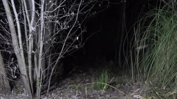 Jemand läuft durch den Wald und beleuchtet die Straße mit einer 4k Handlaterne. Flirrende Schatten - Filmmaterial, Video