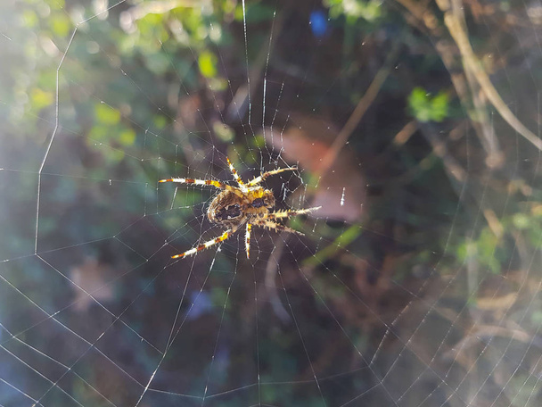 European garden or diadem spider - Photo, Image