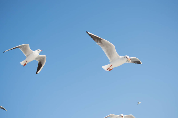 Pareja de gaviotas volando en el fondo del cielo - Foto, Imagen