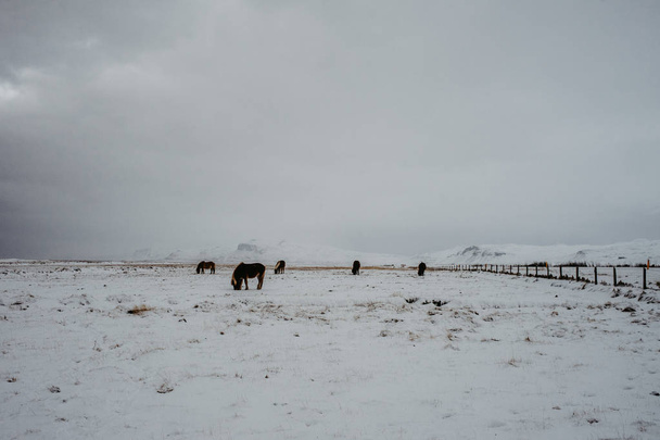 Some Icelandic horses on a snow-covered field in front of some mountains in Iceland - Photo, image