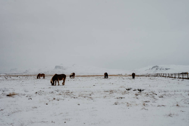 Some Icelandic horses on a snow-covered field in front of some mountains in Iceland - Valokuva, kuva