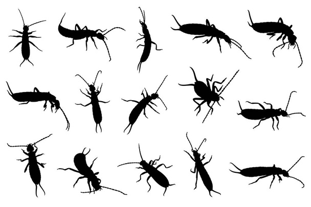 Set of different earwigs isolated on white - Vector, Image