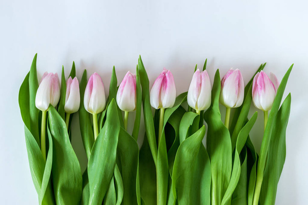 Creative layout of tulips on white background. Flat lay. - 写真・画像