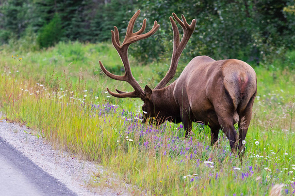 Wildgrass と野生の花で放牧発情シーズン中の鹿角牛エルク。バンフ国立公園アルバータ州カナダ - 写真・画像