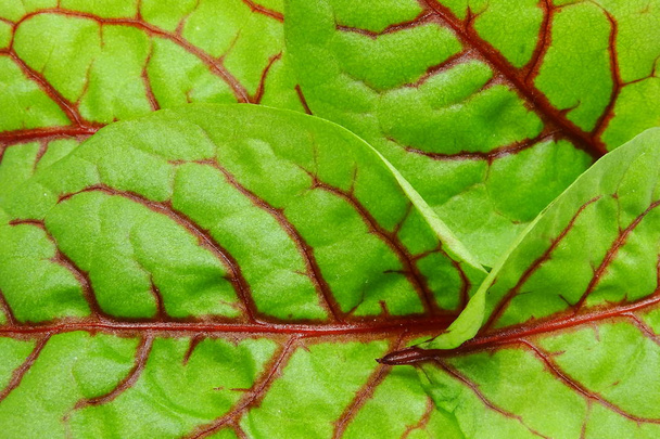 Молодые, свежие Кровавые листья дока (Rumex sanguineus)
) - Фото, изображение