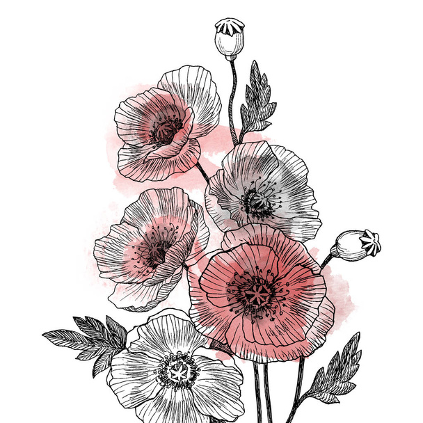 ハナビシソウの花が描かれた、白い背景の線画でスケッチ。水彩デザイン - 写真・画像