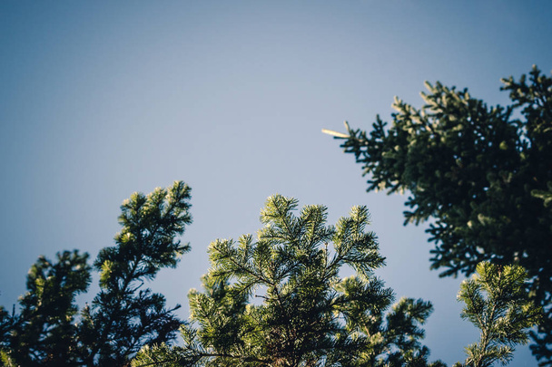 Зелені соснові гілки на фоні неба в лісі
 - Фото, зображення