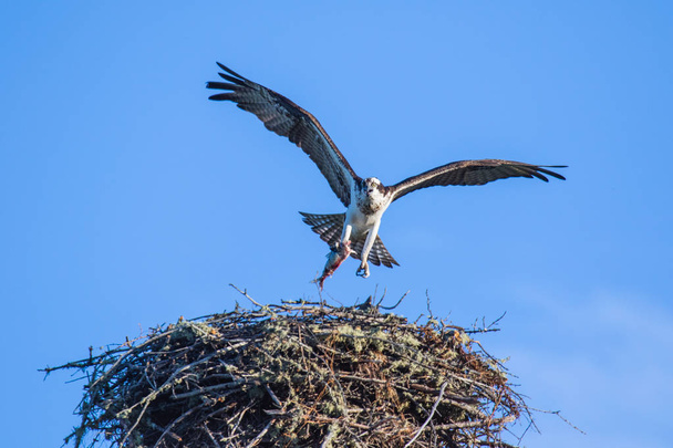 Osprey (Pandion haliaetus) flying with fish in tallons over the big nest. Mackenzie river, Northwest territories ( NWT) Canada - Photo, Image
