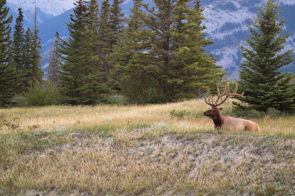 alce touro com rack magnífico, descansando entre a grama selvagem no parque nacional Jasper, Alberta, Canadá
. - Foto, Imagem