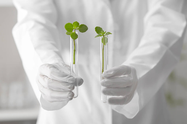 Trabajador de laboratorio sosteniendo tubos de ensayo con plantas, primer plano
 - Foto, Imagen