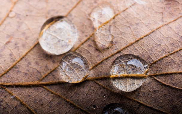 Round water drops in  close-up view  on a dry leaf - Foto, Imagen