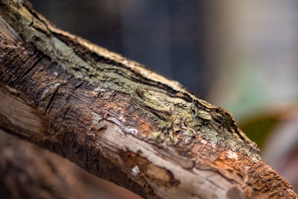 uroplatus sikorae madagascar endemic gecko - Photo, Image
