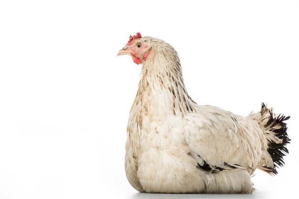 close-up view of beautiful white hen isolated on white - Φωτογραφία, εικόνα