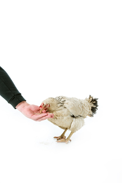 partial view of person feeding hen isolated on white  - Photo, Image