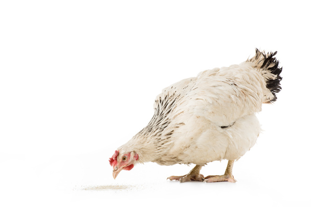 cute white hen eating isolated on white - 写真・画像